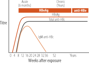 Natural history of hepatitis B virus infection - B Positive